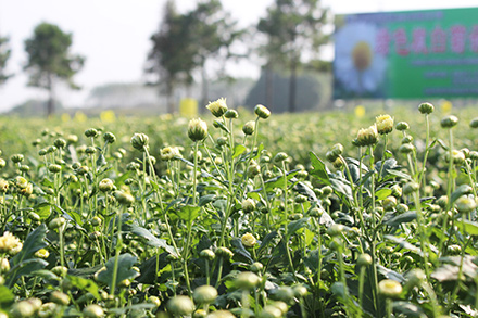 胎菊又稱甘菊